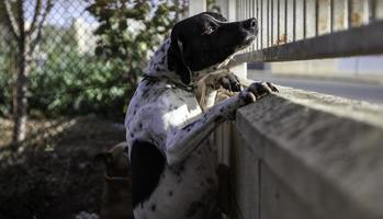 hund i kennel foto