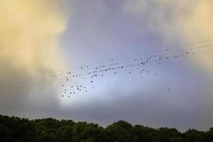 fåglar som flyger i himlen foto