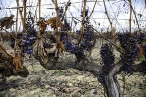 vingårdar med druvor foto