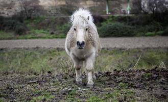 vilda ponnyfält foto