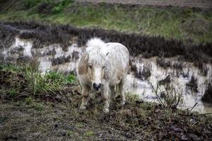 vilda ponnyfält foto