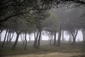 skog med dimma foto