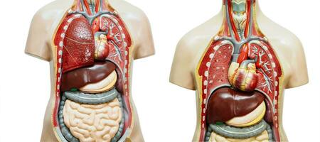 mänsklig kropp anatomi organ modell isolerat på vit bakgrund för studie utbildning medicinsk kurs. foto