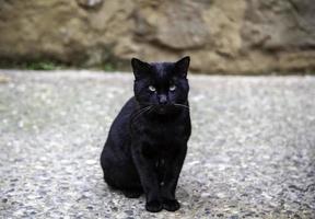 svart katt på gatan foto