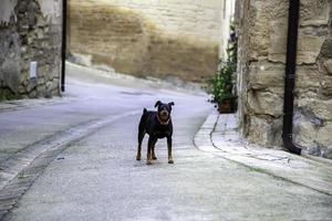 liten svart hund som skäller på gatan foto