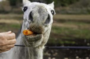 häst som äter morötter foto