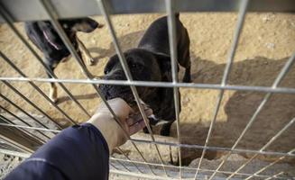 hund i kennel foto