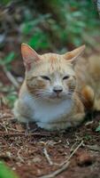 orange katt är sömnig på de jord i de trädgård. foto