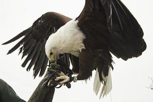 eagle falconry utställning foto