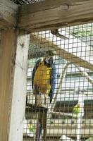 exotiska papegoja färger foto