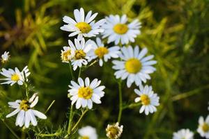 blommande gula kamomillblommor med vita kronblad i ett fält foto