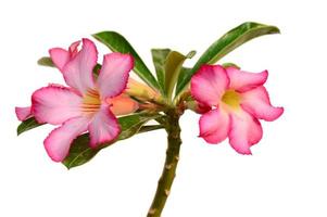 blommig bakgrund. närbild av tropisk blomma rosa adenium. ökenros på vit bakgrund. foto