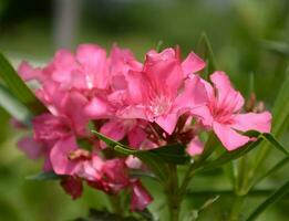 rosa oleander blomma är blomning i de trädgård foto