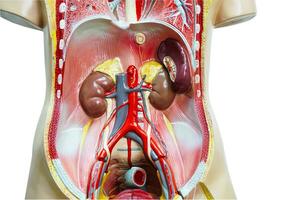 njure mänsklig anatomi modell för studie utbildning medicinsk kurs. foto