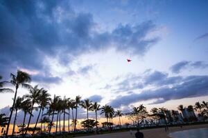 drake flygande under waikiki solnedgång foto