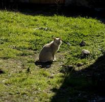 katt sitter i solen på gräset på landsbygden foto