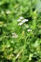 närbild av korianderblommor på växten i ett lantgårdfält foto