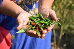 närbild av grön organisk chilipeppar som håller i ung bondes hand på gårdsfältet,