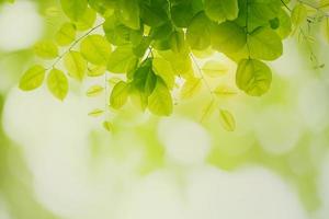 grönt blad friskhet foto