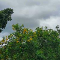 moln Bakom blommor med grön löv i en tropisk Land. foto