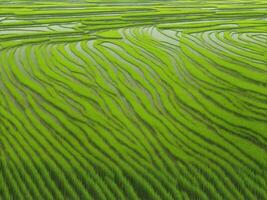 grön ekologi ris fält, generativ ai illustration. foto