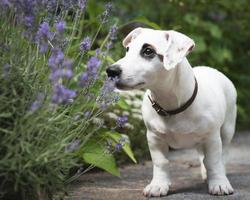 vit jack russel terrier hund foto