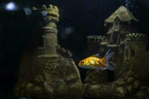 en gul gyllene fisk simmar i en mörk akvarium bland de landskap i de form av ett gammal slott. foto