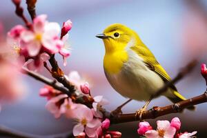 gul fågel på sakura träd foto
