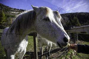 vit häst på en gård foto