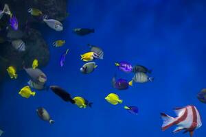 flerfärgad tropisk fisk på de bakgrund av rev och koraller. foto