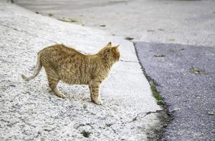 orange katt vilar gata foto