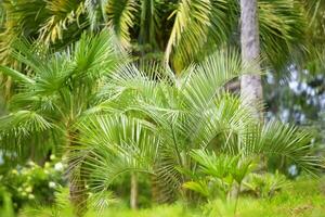 tropisk palm.jungle exotisk växt bakgrund. foto