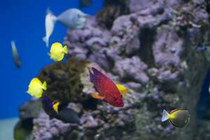 färgrik tropisk exotisk fisk foto
