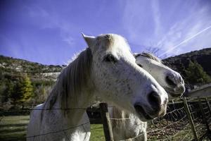 vit häst på en gård foto