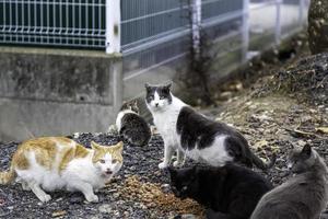 herrelösa katter äter på gatan foto