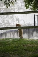 katter på staketet