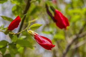 brasiliansk röd hibiskus foto
