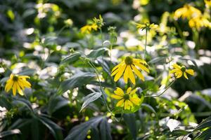 många skön gul blomma av rudbeckia på en suddig konstnärlig bakgrund foto