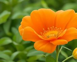 fri bild av hög kvalitet orange Färg lilly blomma vatten släppa på de blomma ai genererad. foto