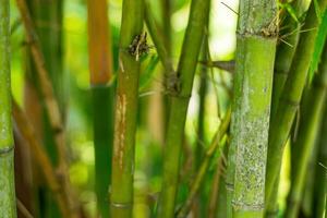 grön bambubakgrund foto