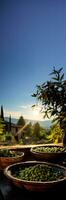 traditionell korgar fylld med nyligen plockade oliver i en Sol dränkt tuscany fält foto