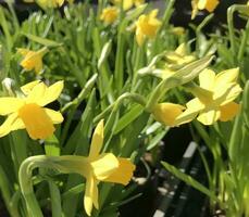 närbild visningar av en vacker färgade naturlig blommor i de botanik trädgård. foto