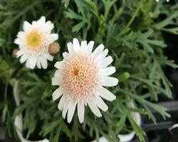 närbild visningar av en vacker färgade naturlig blommor i de botanik trädgård. foto