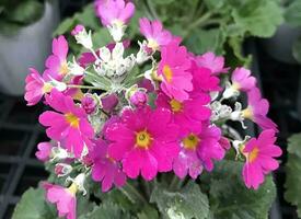 närbild visningar av en vacker färgade naturlig blommor i de botanik trädgård. foto