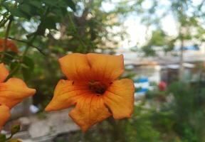 naturlig skön av orange Färg ampsis grandiflora, kinesisk trumpet kryp grenar eller kraftfull trumpet vin är en släkte av blommande växter . foto