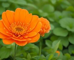 fri bild av hög kvalitet orange Färg lilly blomma vatten släppa på de blomma ai genererad. foto