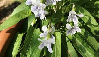 närbild visningar av en vacker färgade naturlig blommor i de botanik trädgård. foto