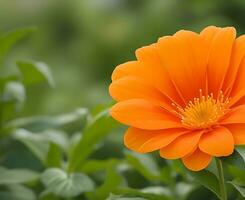 fri bild av hög kvalitet orange Färg lilly blomma vatten släppa på de blomma ai genererad. foto