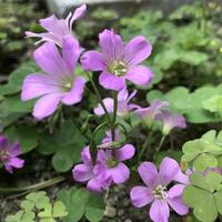 närbild visningar av en vacker färgade naturlig blommor i de botanik trädgård. foto