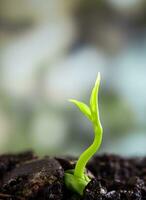 friskhet nytt liv, blad av unga plantor plantor i naturen foto